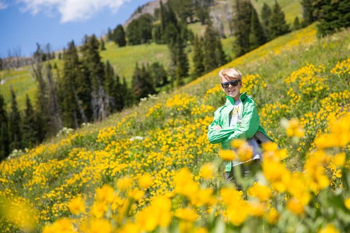 Yellowstone in a Day: Lamar Valley Wildlife, Mammoth Terraces & Canyon Views photo 3