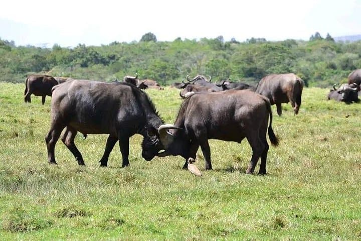 Day Trip to Arusha National Park: Mount Meru Views, Momella Lakes & Wildlife photo 4