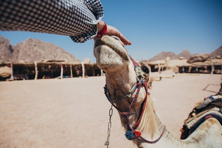 Sinai Desert ATV Safari & Camel Ride from Sharm El Sheikh photo 2