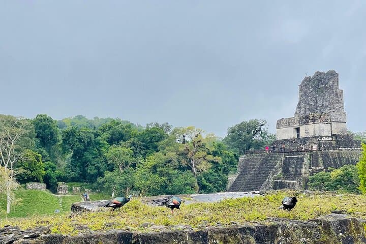 Private Day Tour to Tikal from Flores — All-Inclusive Guided Visit photo 2