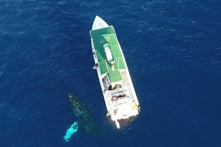 Private Whale Watching Charter from Kāʻanapali — Humpbacks & Dolphin Search
