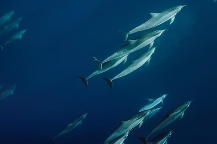 Private Whale Watching Charter from Kāʻanapali — Humpbacks & Dolphin Search photo 4