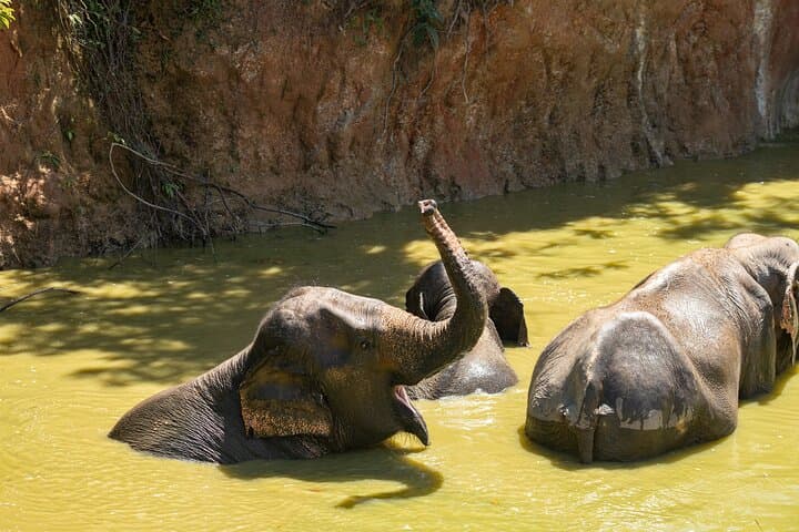 Elephant Nature Experience and Thai-Culture Workshop at Bukit Elephant Park, Phuket