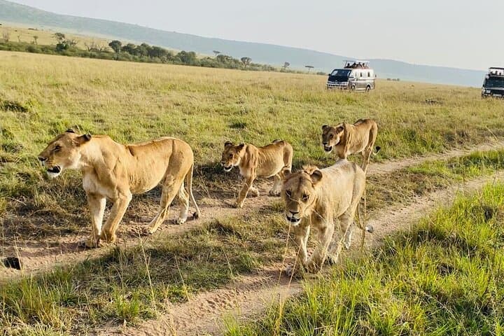 3-day-maasai-mara-safari-from-nairobi-4x4-small-group photo 4