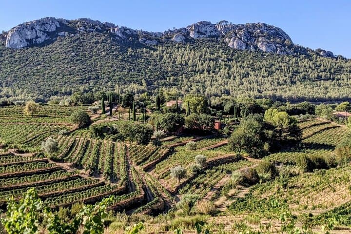 Private Vineyard Tour & Bandol Wine Tasting: How to Experience the Region’s Best