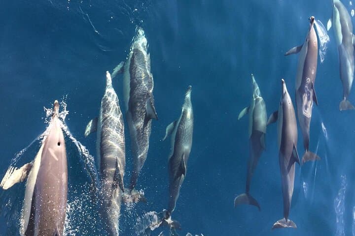 Port Stephens Day Tour: Tomaree Hike, Dolphin Cruise & Little Beach Swim photo 4
