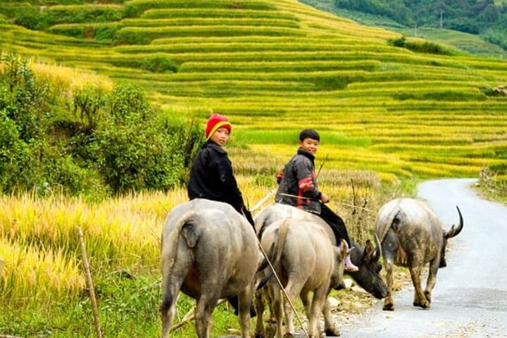 Sapa 2-Day Trek: Rice Terraces, Hmong Villages & Ta Van Homestay