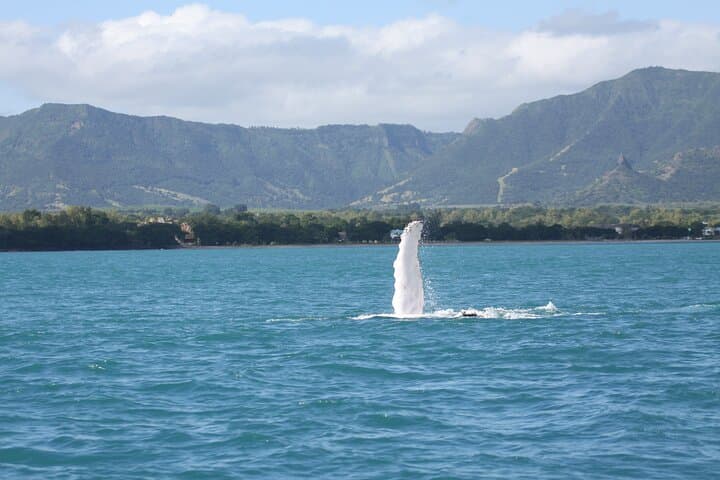 Mauritius Dolphin and Whale Encounter — West Coast Boat Tour