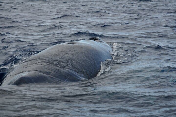 Mauritius Dolphin and Whale Encounter — West Coast Boat Tour photo 2