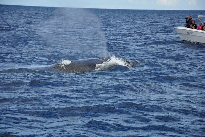 Mauritius Dolphin and Whale Encounter — West Coast Boat Tour photo 3