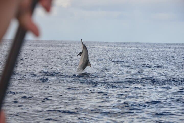 Mauritius Dolphin and Whale Encounter — West Coast Boat Tour photo 4