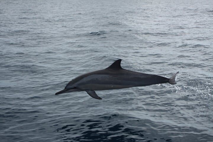 Mauritius Dolphin and Whale Encounter — West Coast Boat Tour photo 5