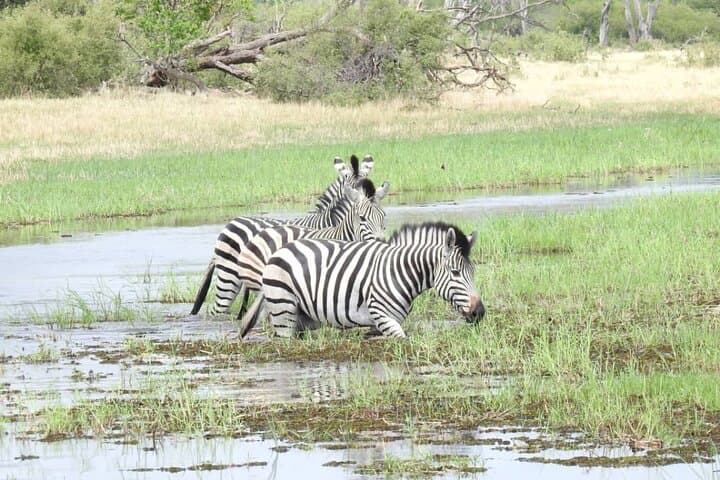 1-Night Mokoro Camping in the Okavango Delta — Authentic Mokoro Safari & Bush Camping photo 3