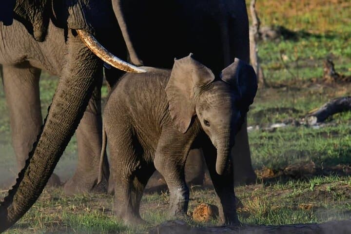 1-Night Mokoro Camping in the Okavango Delta — Authentic Mokoro Safari & Bush Camping