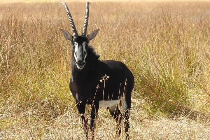 Silent Canoe Safari: Mokoro Day Trip in the Okavango Delta photo 5