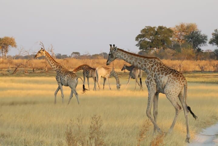 Silent Canoe Safari: Mokoro Day Trip in the Okavango Delta photo 6