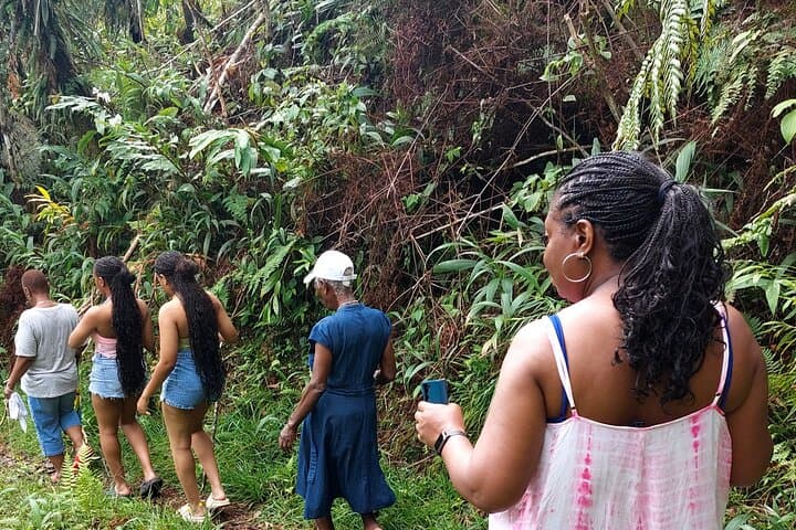 Blue Mountains Holywell Park Guided Hike — Trails, Waterfalls & Blue Mahoe Groves