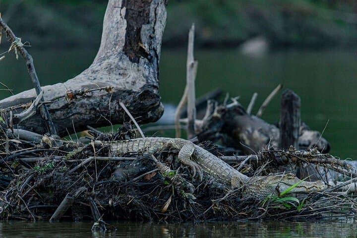 3-Day Manu National Park: Clay Licks, Cloud Forest & Amazon Wildlife photo 5