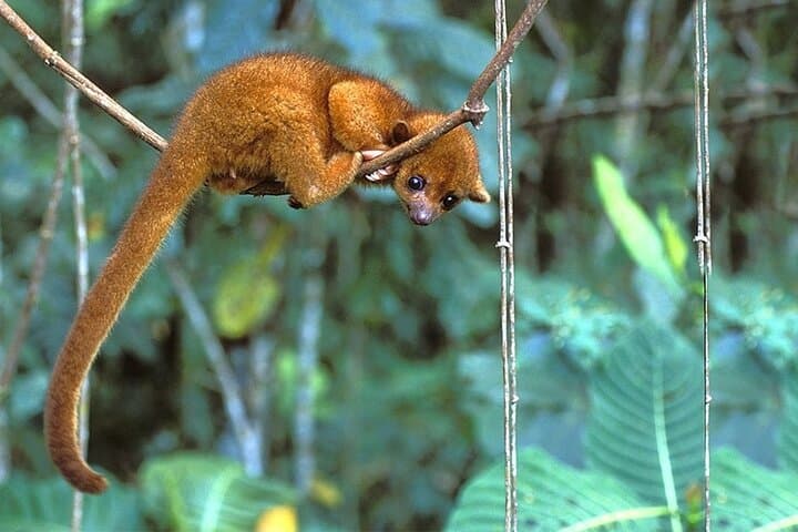 3-Day Manu National Park: Clay Licks, Cloud Forest & Amazon Wildlife photo 6