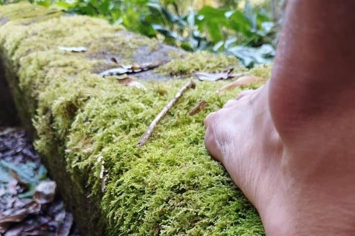 Forest Bathing at Lagoa das Furnas: A Wellness Walk and Sound Healing in the Azores