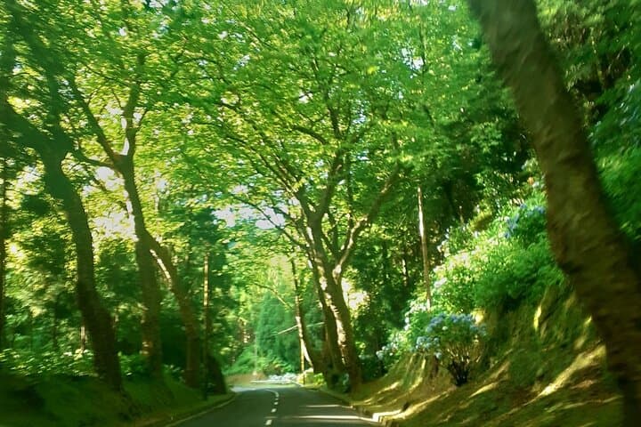Forest Bathing at Lagoa das Furnas: A Wellness Walk and Sound Healing in the Azores photo 2