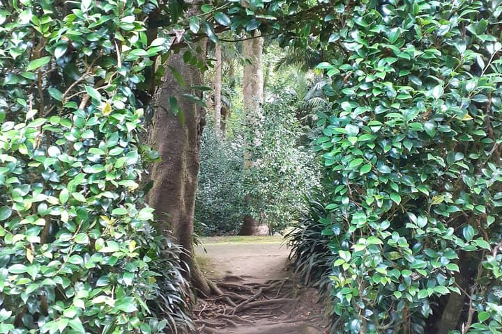 Forest Bathing at Lagoa das Furnas: A Wellness Walk and Sound Healing in the Azores photo 6