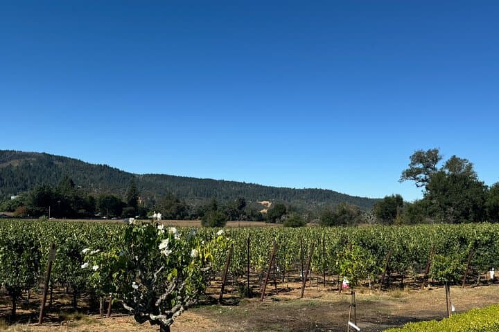 Napa Valley Luxury Wine Tour — 6-Hour Private Car Service & Chauffeured Tastings photo 4