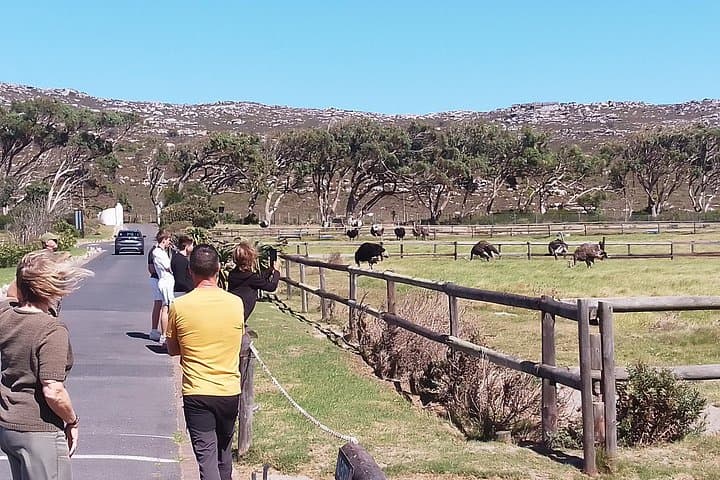 Full-Day Cape Peninsula Tour — Cape Point, Boulders Penguins & Chapman’s Peak Drive photo 2