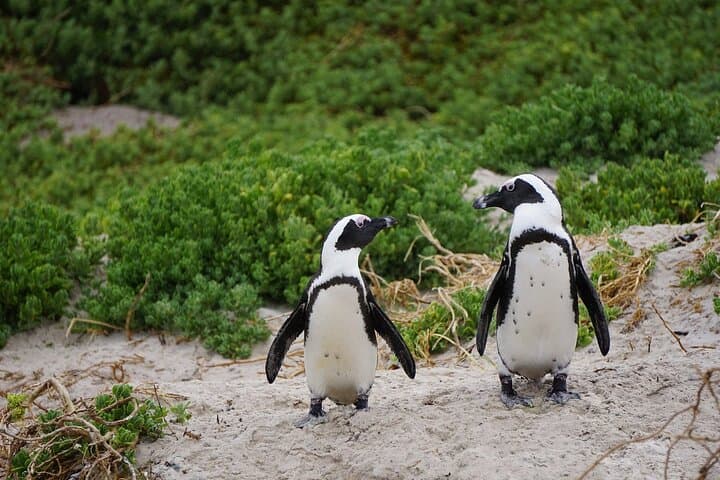 Half-Day Table Mountain, Boulders Beach Penguins & Chapman's Peak Drive photo 6