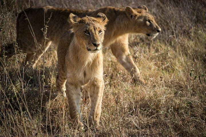 Experience Nairobi National Park Morning Game Drive: Urban Safari Adventure photo 2