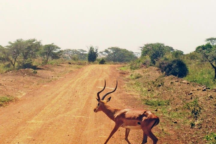 Experience Nairobi National Park Morning Game Drive: Urban Safari Adventure photo 4