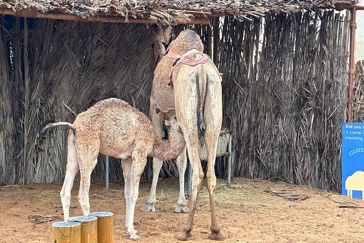 Explore Old Dubai: Al Fahidi, Creek Abra Ride and Spice & Gold Souks Walking Tour photo 2