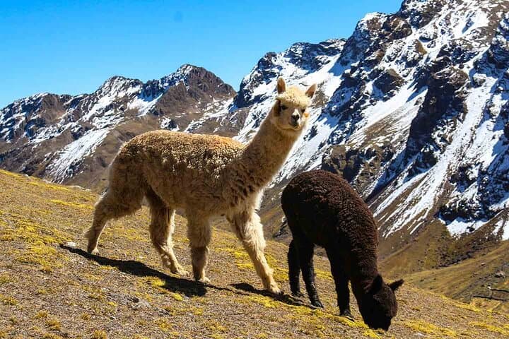 ATV Quad Bike Adventure to Rainbow Mountain (Vinicunca) from Cusco photo 4