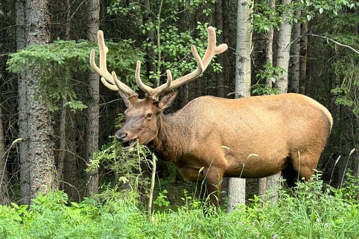 Banff Shuttle to Moraine Lake and Lake Louise — 5-Hour Sightseeing Trip photo 2