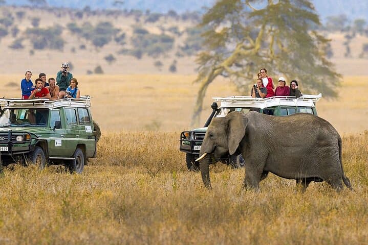 6-Day Masai Mara, Lake Nakuru & Amboseli Budget Safari: Full-Route Wildlife Adventure photo 1
