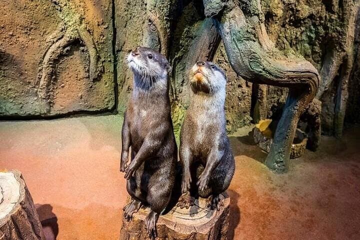 Burj Khalifa At The Top & Dubai Aquarium Combo — Observation Deck and Underwater Zoo Tickets photo 4