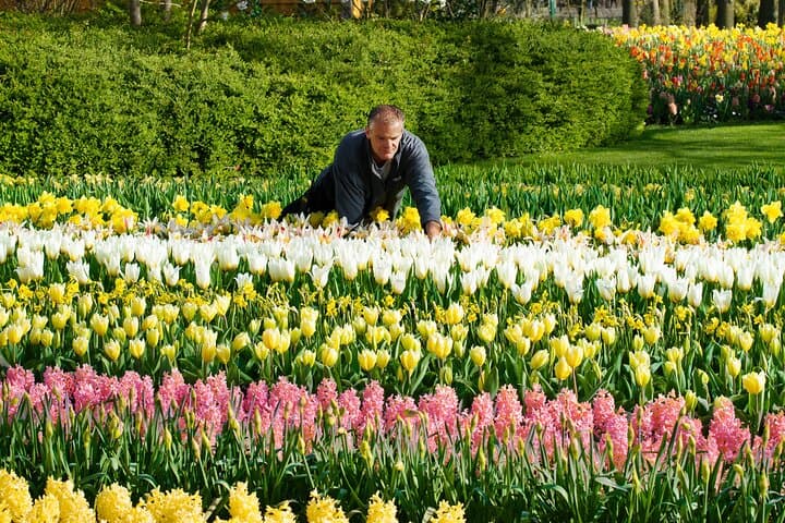 Keukenhof Day Trip from Rotterdam — Tulip Gardens Coach Shuttle & Spring Blooms photo 3
