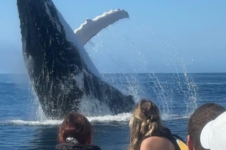 Noosa Humpback Whale Watching Cruise — Whale Safari from Noosa River photo 1