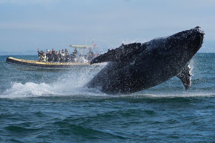 Noosa Humpback Whale Watching Cruise — Whale Safari from Noosa River photo 2