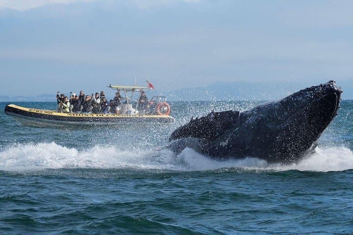 Noosa Humpback Whale Watching Cruise — Whale Safari from Noosa River photo 3
