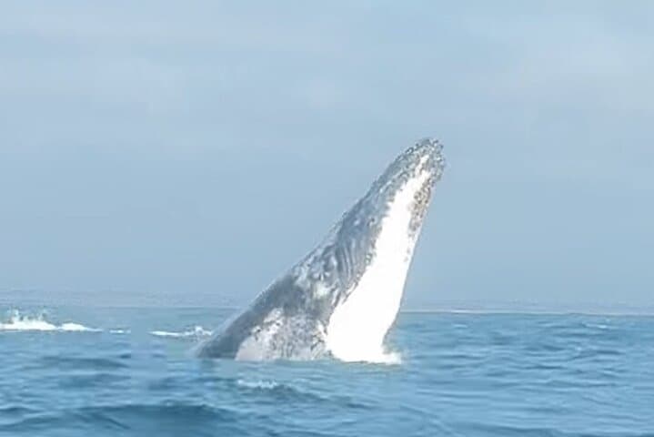 Noosa Humpback Whale Watching Cruise — Whale Safari from Noosa River photo 4