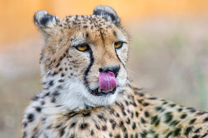 4-Day Tarangire, Serengeti & Ngorongoro Safari: Big Five, Migration & Crater Views photo 3