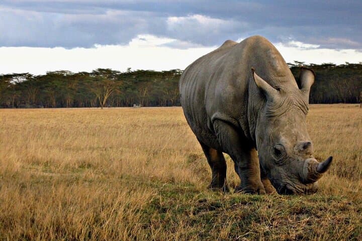 4-Day Tarangire, Serengeti & Ngorongoro Safari: Big Five, Migration & Crater Views photo 4