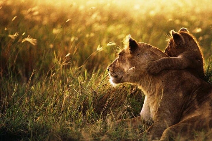 4-Day Tarangire, Serengeti & Ngorongoro Safari: Big Five, Migration & Crater Views photo 5