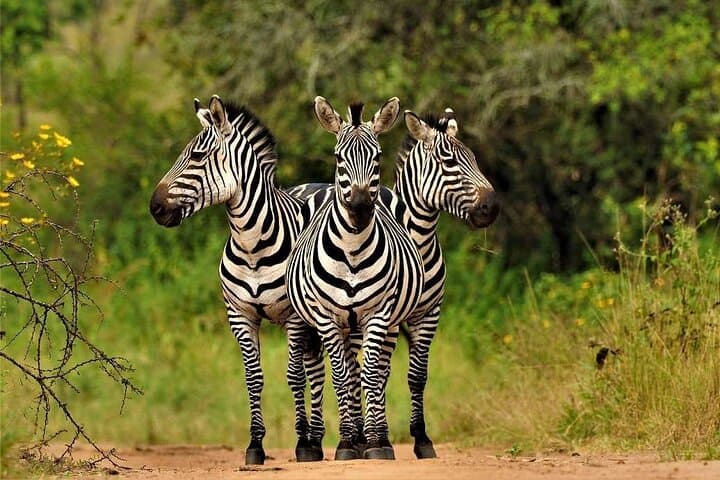Mokoro Camping in the Okavango Delta: 2-Night Wilderness Canoe Safari