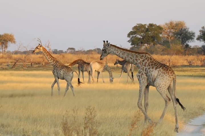 Mokoro Camping in the Okavango Delta: 2-Night Wilderness Canoe Safari photo 6