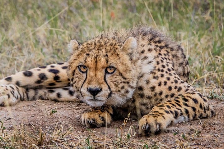 4-Day Kruger Katekani Big 5 Safari: Game Drives, Bush Walks & Panorama Route