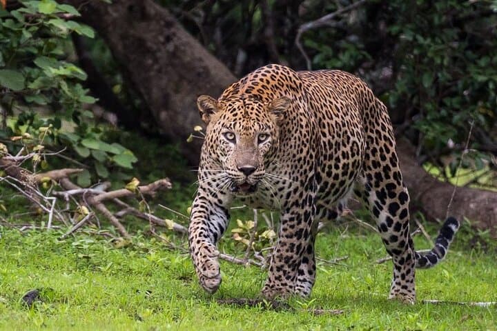 Half-Day Wilpattu National Park Safari: Leopard-Spotting Jeep Tour photo 2