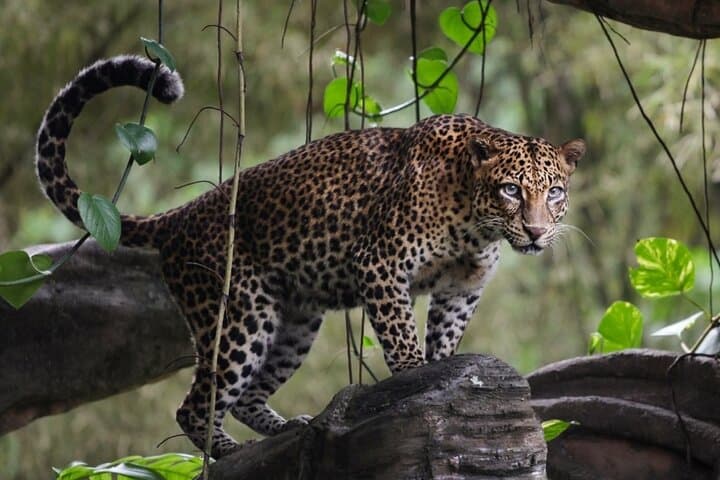Half-Day Wilpattu National Park Safari: Leopard-Spotting Jeep Tour