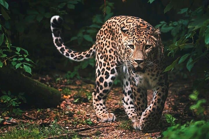 Wilpattu National Park Jeep Safari: Leopard Encounters & Willu Wetlands